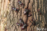 Vliegend hert (Lucanus cervus)