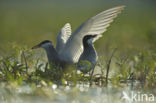 Whiskered Tern (Chlidonias hybridus)