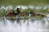 Black-necked Grebe (Podiceps nigricollis)