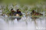 Geoorde Fuut (Podiceps nigricollis)