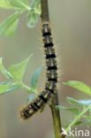 Northern Eggar (Lasiocampa quercus)