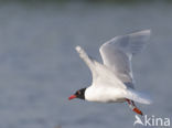 Zwartkopmeeuw (Larus melanocephalus)