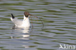 Black-headed Gull (Larus ridibundus)