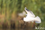 Black-headed Gull (Larus ridibundus)