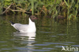 Black-headed Gull (Larus ridibundus)
