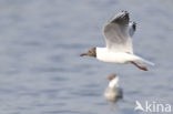 Black-headed Gull (Larus ridibundus)