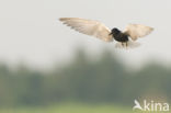 Black Tern (Chlidonias niger)