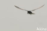 Black Tern (Chlidonias niger)