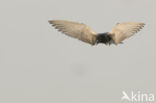 Black Tern (Chlidonias niger)