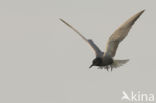 Black Tern (Chlidonias niger)