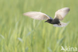 Black Tern (Chlidonias niger)