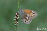 Veenhooibeestje (Coenonympha tullia)