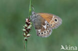 Veenhooibeestje (Coenonympha tullia)