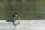 Great Crested Grebe (Podiceps cristatus)