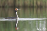 Great Crested Grebe (Podiceps cristatus)