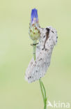 Witte hermelijnvlinder (Cerura erminea)