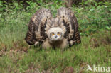 Eurasian Eagle-Owl (Bubo bubo)