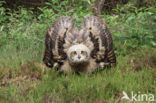 Eurasian Eagle-Owl (Bubo bubo)