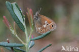 Veenhooibeestje (Coenonympha tullia)