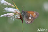 Large Heath (Coenonympha tullia)