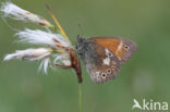 Large Heath (Coenonympha tullia)