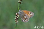 Large Heath (Coenonympha tullia)