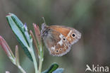 Large Heath (Coenonympha tullia)