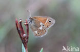 Large Heath (Coenonympha tullia)