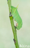 Poplar Hawk-moth (Laothoe populi)