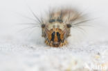 Gypsy Moth (Lymantria dispar)