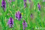 Southern Marsh-orchid (Dactylorhiza praetermissa)