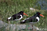 Oystercatcher (Haematopus ostralegus)