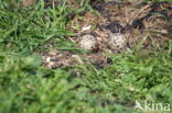 Oystercatcher (Haematopus ostralegus)