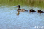 Eider (Somateria mollissima)