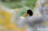 Haematopus ostralegus longipes