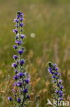 Lepelaar (Platalea leucorodia)