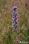 Viper s-bugloss (Echium vulgare)