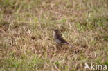 Tawny Pipit (Anthus campestris)