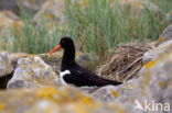 Eurasian Oystercatcher (Haematopus ostralegus longipes)