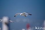 Zilvermeeuw (Larus argentatus)