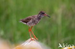 Common Redshank (Tringa totanus)