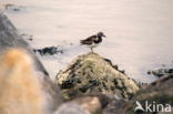 Ruddy Turnstone (Arenaria interpres interpres)