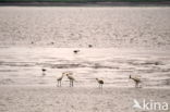 Eurasian Spoonbill (Platalea leucorodia)