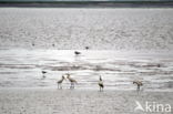 Lepelaar (Platalea leucorodia)