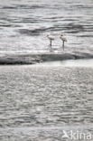 Eurasian Spoonbill (Platalea leucorodia)