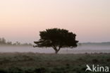 Grove den (Pinus sylvestris)