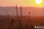 European Stonechat (Saxicola rubicola)