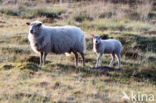 Drents heideschaap (Ovis domesticus)