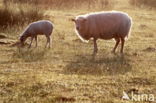 Drents heideschaap (Ovis domesticus)