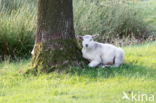 Drents heideschaap (Ovis domesticus)